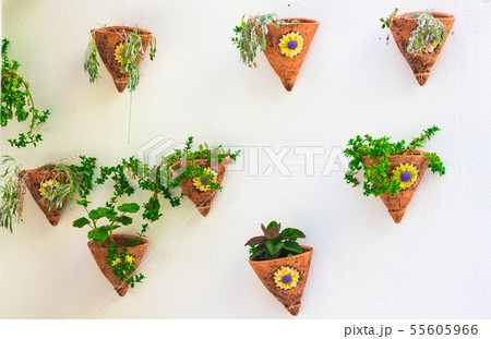 In pots suspended on the wall, flowers grow In pots suspended on the wall, flowers grow 55605966