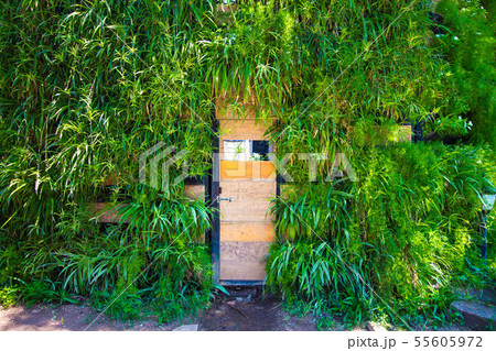 The wall of the building is overgrown with various The wall of the building is overgrown with various 55605972