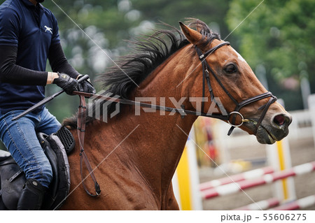 馬術大会 55606275