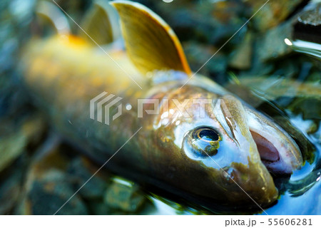 ヤマトイワナ 55606281