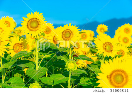 一面のひまわり畑　【長野県】 55606311