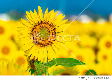 一面のひまわり畑 長野県 の写真素材