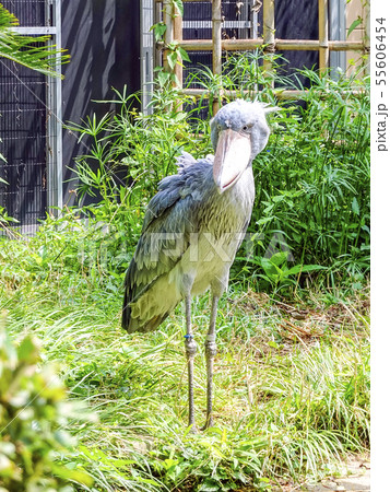 ハシビロコウ1 ハシビロコウ1 55606454