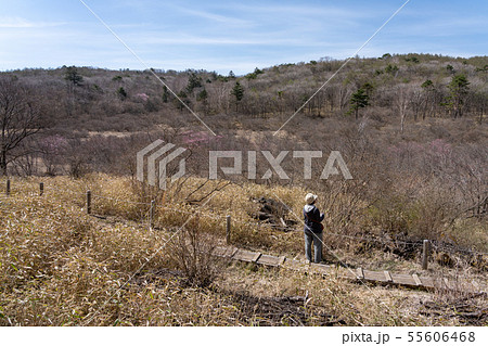 栃木県鹿沼市　横根高原　井戸湿原　（5月） 55606468