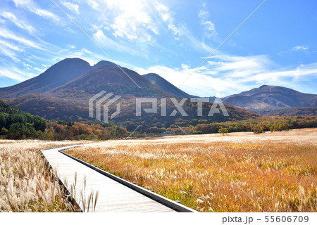 くじゅう長者原からの三俣山1745ｍ　タデ原湿原自然研究路　秋色のくじゅう連山 55606709