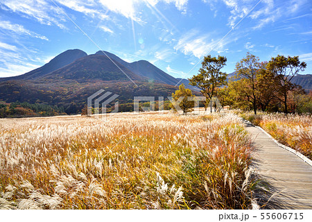 くじゅう長者原からの三俣山1745m タデ原湿原自然研究路 秋色のくじゅう連山 くじゅう長者原からの三俣山1745m タデ原湿原自然研究路 秋色のくじゅう連山 55606715
