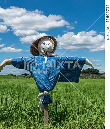 稲穂と案山子 55606732