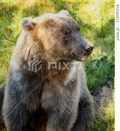 Grizzly Bear Alaska 55606858