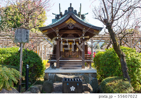 亀戸天神社 紅梅殿 （東京都江東区） 2019年2月 55607022