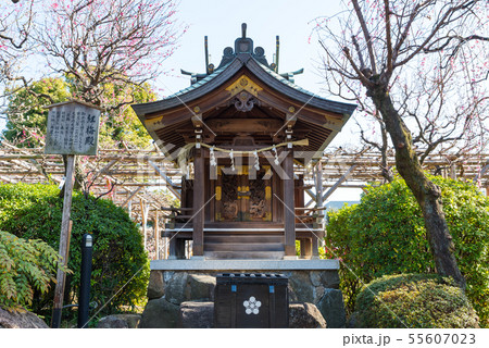 亀戸天神社 紅梅殿 （東京都江東区） 2019年2月 55607023