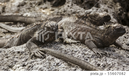 Marine Iguanas Laying On Rocks On Galapagos Islands 55607082