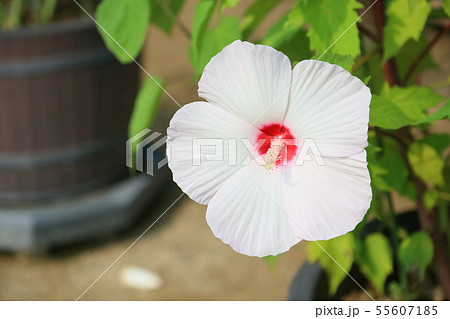 タイタンビカスの花 タイタンビカスの花 55607185