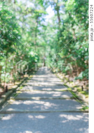 背景ボケの新緑 55607224