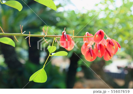 アメリカデイゴの花 アメリカデイゴの花 55607659