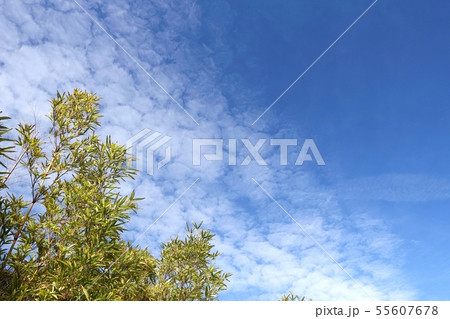 青空 秋空 秋天 グラデーション 雲 空 青空 秋空 秋天 グラデーション 雲 空 55607678
