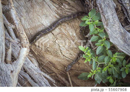 African rock python in Kruger National park, South African rock python in Kruger National park, South 55607908