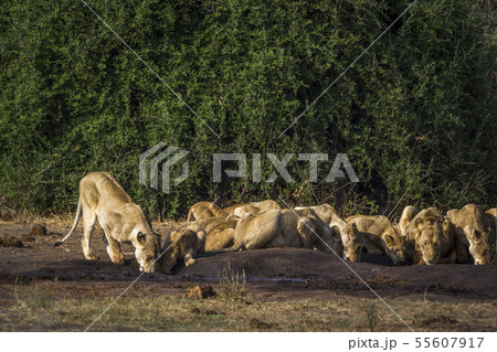 African lion in Kruger National park, South Africa 55607917