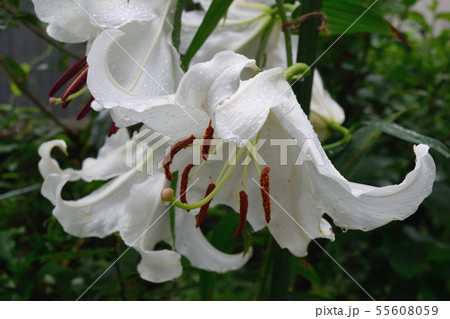 ユリ スターゲイザ ユリ スターゲイザ 55608059