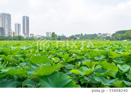 東京都　上野公園　不忍池　蓮の花 55608240