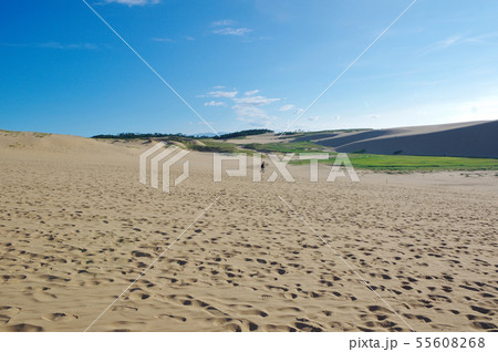 鳥取砂丘の足跡たち 55608268