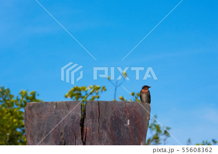 Swallow Bird 55608362