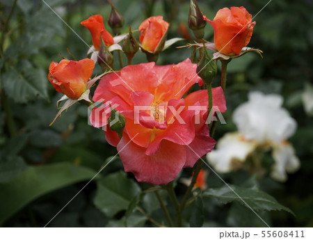 薔薇　品種　チャールストン 55608411