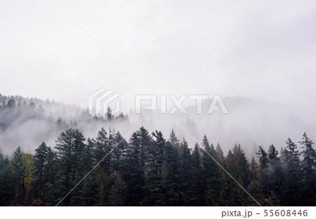 Fog and clouds covering forest. 55608446