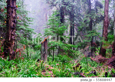 Tree stump in lush wet forest. 55608447