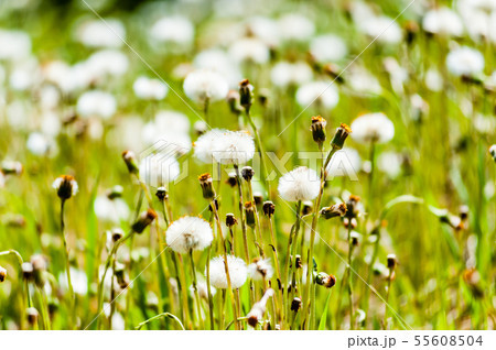 Dandelion flower heads changing into puffy seeds. Dandelion flower heads changing into puffy seeds. 55608504