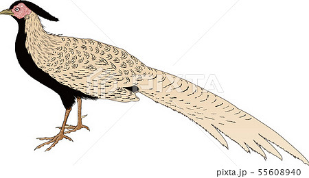 浮世絵 キジ その2のイラスト素材