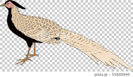 Ukiyoe pheasant part 2 55608940