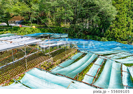 静岡県伊豆市　筏場のわさび田　夏 55609105