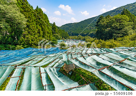 Izu City, Shizuoka Pref. - Stock Photo [55609106] - PIXTA