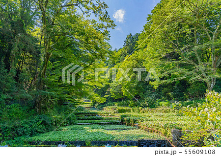 静岡県伊豆市 筏場のわさび田 夏 静岡県伊豆市 筏場のわさび田 夏 55609108