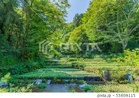 静岡県伊豆市　筏場のわさび田　夏 55609115