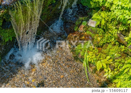 静岡県伊豆市　筏場のわさび田　夏 55609117