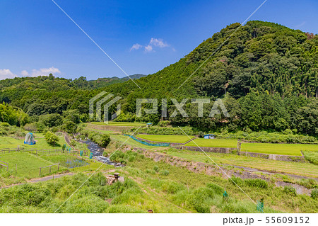 静岡県伊豆市地蔵堂の棚田　田舎イメージ 55609152