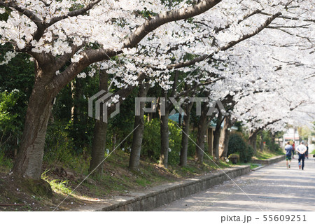 靭公園 55609251