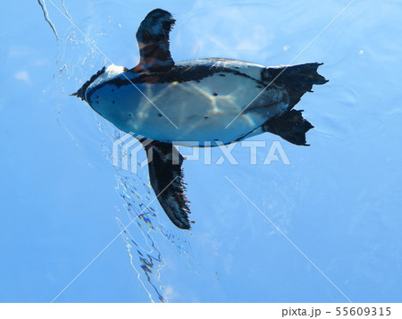ペンギンのおなか 55609315