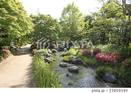 堺市大仙公園内日本庭園の新緑風景 55609394