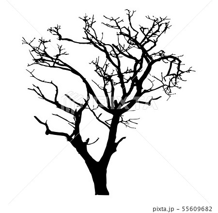 枯れ木 葉のない木 シルエットイラスト ハロウィン用素材 冬イメージ素材 Etc のイラスト素材 55609682 Pixta