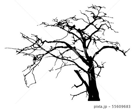 枯れ木 葉のない木 シルエットイラスト ハロウィン用素材 冬イメージ素材 Etc のイラスト素材 55609683 Pixta
