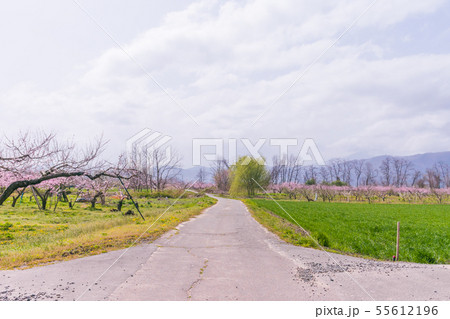 Beautiful flowers blossoming beside a country road Beautiful flowers blossoming beside a country road 55612196