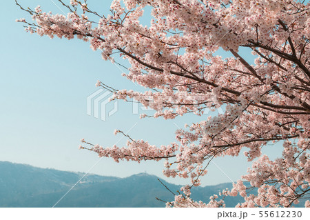 Beautiful cherry blossom or sakura in spring time 55612230