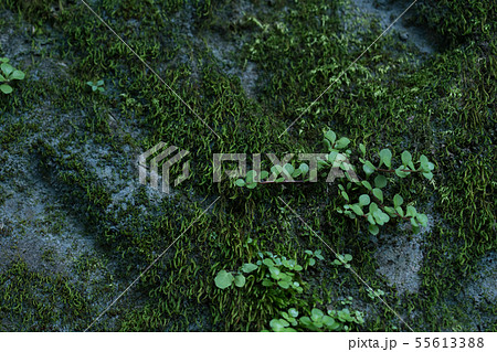 コンクリート コンクリート 55613388