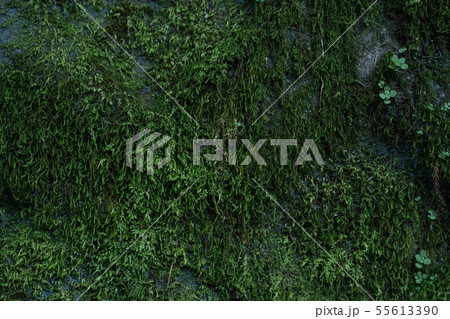 コンクリート コンクリート 55613390