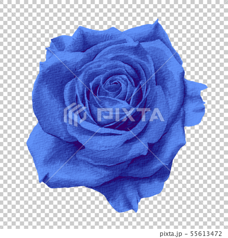 青い一輪の薔薇 水彩イラスト のイラスト素材