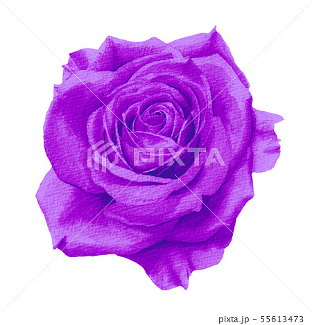 紫の一輪の薔薇 水彩イラスト のイラスト素材