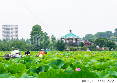 東京都　上野公園　不忍池　蓮の花 55613572