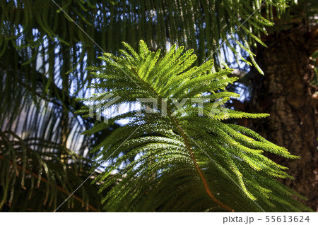 太海フラワーセンタ−01 55613624